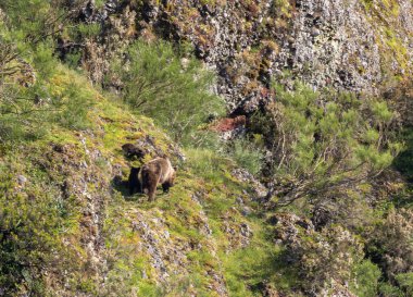 Kahverengi ayıyı ilk kez görüyoruz. Özellikle de bu yıl yavruları olan dişi bir ayıyı.! 