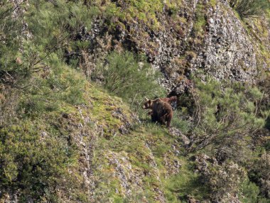 Kahverengi ayıyı ilk kez görüyoruz. Özellikle de bu yıl yavruları olan dişi bir ayıyı.! 