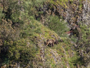 Kahverengi ayıyı ilk kez görüyoruz. Özellikle de bu yıl yavruları olan dişi bir ayıyı.! 