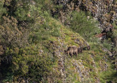 Kahverengi ayıyı ilk kez görüyoruz. Özellikle de bu yıl yavruları olan dişi bir ayıyı.! 