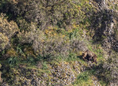 Kahverengi ayıyı ilk kez görüyoruz. Özellikle de bu yıl yavruları olan dişi bir ayıyı.! 