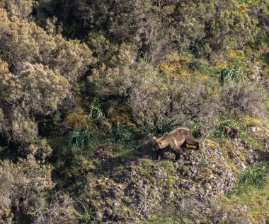 Kahverengi ayıyı ilk kez görüyoruz. Özellikle de bu yıl yavruları olan dişi bir ayıyı.! 