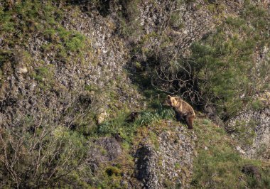 Kahverengi ayıyı ilk kez görüyoruz. Özellikle de bu yıl yavruları olan dişi bir ayıyı.! 
