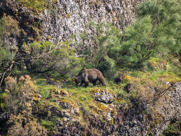 Kahverengi ayıyı ilk kez görüyoruz. Özellikle de bu yıl yavruları olan dişi bir ayıyı.! 