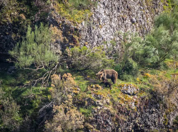Kahverengi ayıyı ilk kez görüyoruz. Özellikle de bu yıl yavruları olan dişi bir ayıyı.! 