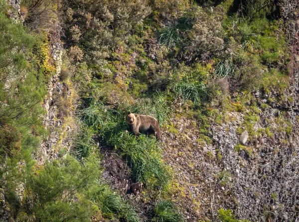 Kahverengi ayıyı ilk kez görüyoruz. Özellikle de bu yıl yavruları olan dişi bir ayıyı.! 