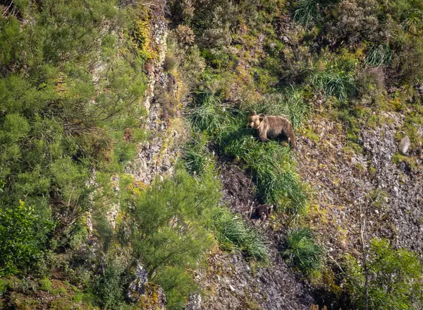 Kahverengi ayıyı ilk kez görüyoruz. Özellikle de bu yıl yavruları olan dişi bir ayıyı.! 