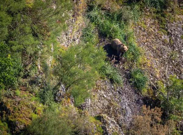 Kahverengi ayıyı ilk kez görüyoruz. Özellikle de bu yıl yavruları olan dişi bir ayıyı.! 