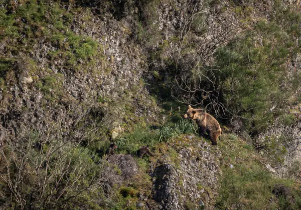 Kahverengi ayıyı ilk kez görüyoruz. Özellikle de bu yıl yavruları olan dişi bir ayıyı.! 