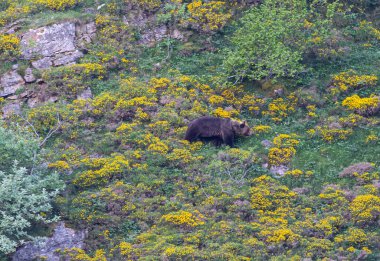 Boz ayıyı birkaç kez gördüm. Sıcaklık, çiftleşme, kavga ve kaçma anlarıyla birlikte.! 