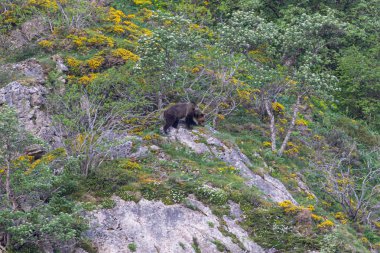 Boz ayıyı birkaç kez gördüm. Sıcaklık, çiftleşme, kavga ve kaçma anlarıyla birlikte.! 