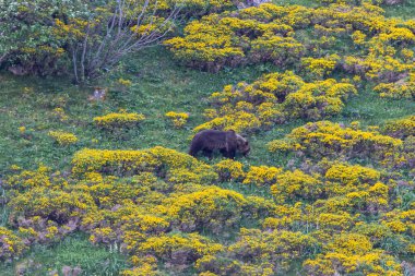 Boz ayıyı birkaç kez gördüm. Sıcaklık, çiftleşme, kavga ve kaçma anlarıyla birlikte.! 