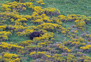 Boz ayıyı birkaç kez gördüm. Sıcaklık, çiftleşme, kavga ve kaçma anlarıyla birlikte.! 