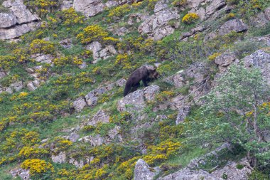 Boz ayıyı birkaç kez gördüm. Sıcaklık, çiftleşme, kavga ve kaçma anlarıyla birlikte.! 
