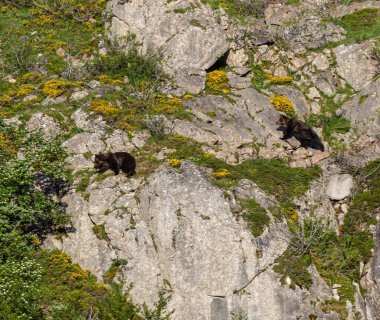 Boz ayıyı birkaç kez gördüm. Sıcaklık, çiftleşme, kavga ve kaçma anlarıyla birlikte.! 
