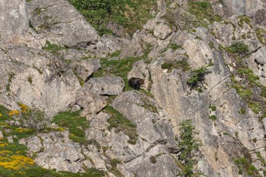 Boz ayıyı birkaç kez gördüm. Sıcaklık, çiftleşme, kavga ve kaçma anlarıyla birlikte.! 