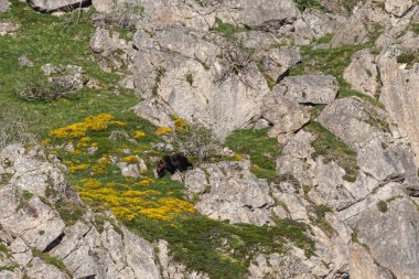 Boz ayıyı birkaç kez gördüm. Sıcaklık, çiftleşme, kavga ve kaçma anlarıyla birlikte.! 
