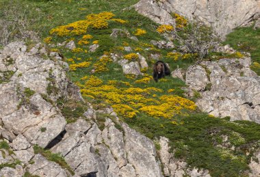 Boz ayıyı birkaç kez gördüm. Sıcaklık, çiftleşme, kavga ve kaçma anlarıyla birlikte.! 