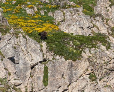 Boz ayıyı birkaç kez gördüm. Sıcaklık, çiftleşme, kavga ve kaçma anlarıyla birlikte.! 