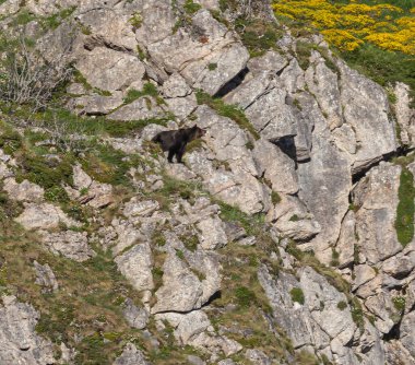 Boz ayıyı birkaç kez gördüm. Sıcaklık, çiftleşme, kavga ve kaçma anlarıyla birlikte.! 