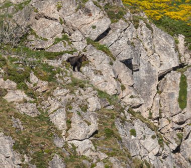 Boz ayıyı birkaç kez gördüm. Sıcaklık, çiftleşme, kavga ve kaçma anlarıyla birlikte.! 