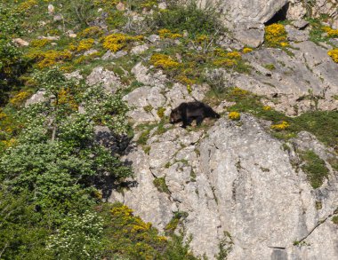 Boz ayıyı birkaç kez gördüm. Sıcaklık, çiftleşme, kavga ve kaçma anlarıyla birlikte.! 