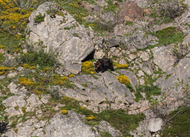 Boz ayıyı birkaç kez gördüm. Sıcaklık, çiftleşme, kavga ve kaçma anlarıyla birlikte.! 