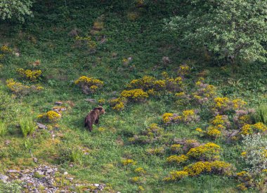 Boz ayıyı birkaç kez gördüm. Sıcaklık, çiftleşme, kavga ve kaçma anlarıyla birlikte.! 