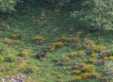 Boz ayıyı birkaç kez gördüm. Sıcaklık, çiftleşme, kavga ve kaçma anlarıyla birlikte.! 
