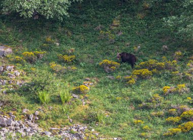 Boz ayıyı birkaç kez gördüm. Sıcaklık, çiftleşme, kavga ve kaçma anlarıyla birlikte.! 