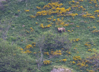 Boz ayıyı birkaç kez gördüm. Sıcaklık, çiftleşme, kavga ve kaçma anlarıyla birlikte.! 