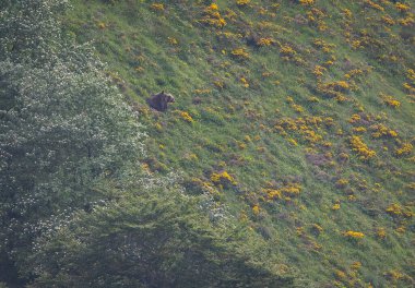 Boz ayıyı birkaç kez gördüm. Sıcaklık, çiftleşme, kavga ve kaçma anlarıyla birlikte.! 