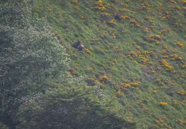 Boz ayıyı birkaç kez gördüm. Sıcaklık, çiftleşme, kavga ve kaçma anlarıyla birlikte.! 