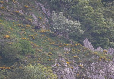 Boz ayıyı birkaç kez gördüm. Sıcaklık, çiftleşme, kavga ve kaçma anlarıyla birlikte.! 