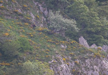 Boz ayıyı birkaç kez gördüm. Sıcaklık, çiftleşme, kavga ve kaçma anlarıyla birlikte.! 
