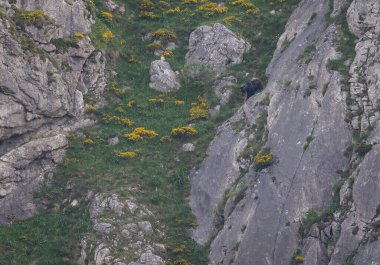 Boz ayıyı birkaç kez gördüm. Sıcaklık, çiftleşme, kavga ve kaçma anlarıyla birlikte.! 