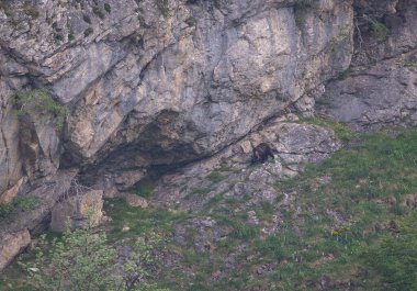 Boz ayıyı birkaç kez gördüm. Sıcaklık, çiftleşme, kavga ve kaçma anlarıyla birlikte.! 