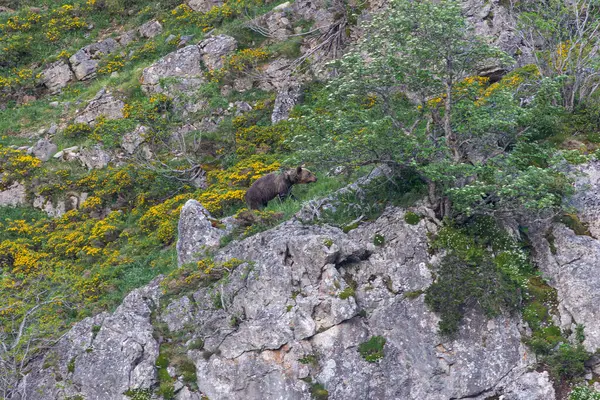 Boz ayıyı birkaç kez gördüm. Sıcaklık, çiftleşme, kavga ve kaçma anlarıyla birlikte.! 