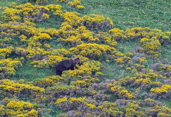 Boz ayıyı birkaç kez gördüm. Sıcaklık, çiftleşme, kavga ve kaçma anlarıyla birlikte.! 
