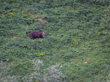 Doğa, çeşitli poziyonlarda kahverengi ayıları ve yuvalarında yavrularıyla leylekleri gözlemler. 