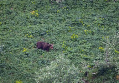 Doğa, çeşitli poziyonlarda kahverengi ayıları ve yuvalarında yavrularıyla leylekleri gözlemler. 