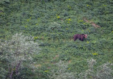 Doğa, çeşitli poziyonlarda kahverengi ayıları ve yuvalarında yavrularıyla leylekleri gözlemler. 