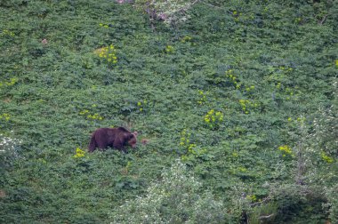 Doğa, çeşitli poziyonlarda kahverengi ayıları ve yuvalarında yavrularıyla leylekleri gözlemler. 