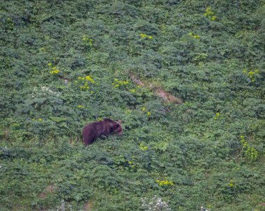 Doğa, çeşitli poziyonlarda kahverengi ayıları ve yuvalarında yavrularıyla leylekleri gözlemler. 