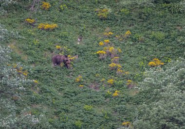 Doğa, çeşitli poziyonlarda kahverengi ayıları ve yuvalarında yavrularıyla leylekleri gözlemler. 