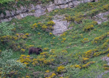 Doğa, çeşitli poziyonlarda kahverengi ayıları ve yuvalarında yavrularıyla leylekleri gözlemler. 