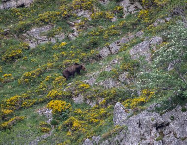Doğa, çeşitli poziyonlarda kahverengi ayıları ve yuvalarında yavrularıyla leylekleri gözlemler. 