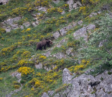 Doğa, çeşitli poziyonlarda kahverengi ayıları ve yuvalarında yavrularıyla leylekleri gözlemler. 