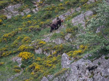 Doğa, çeşitli poziyonlarda kahverengi ayıları ve yuvalarında yavrularıyla leylekleri gözlemler. 