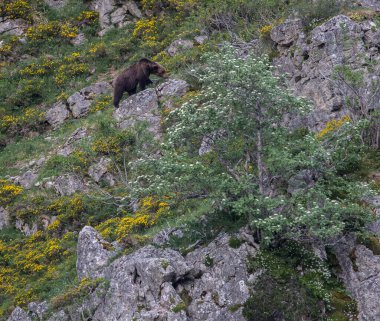 Doğa, çeşitli poziyonlarda kahverengi ayıları ve yuvalarında yavrularıyla leylekleri gözlemler. 